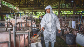 Польские свиноводы просят отложить неприятный законопроект